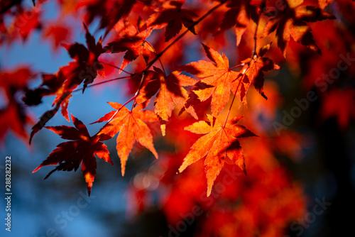 close-up colorful fall foliage in sunny day. beautiful autumn landscape background