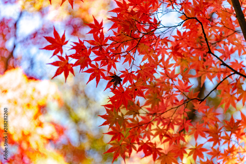 close-up colorful fall foliage in sunny day. beautiful autumn landscape background