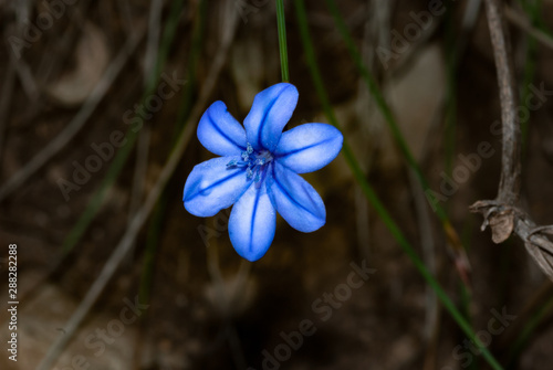 Blue Aphyllanthes (Aphyllanthes monspeliensis) photo