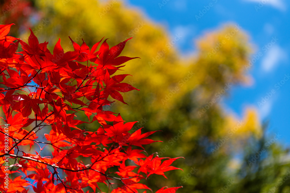 close-up colorful fall foliage in sunny day. beautiful autumn landscape background close-up colorful fall foliage in sunny day. beautiful autumn landscape background