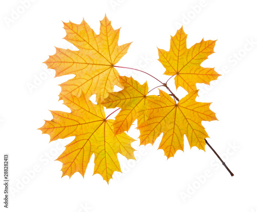 Branch of Maple with yellow leaves isolated on white background.