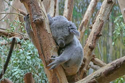 The australian koala on eucalypt tree branch and sleeping (Phascolarctos cinereus)