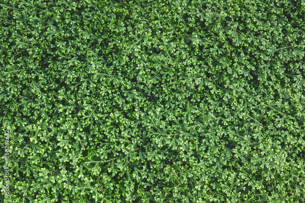 moss texture background moss texture background