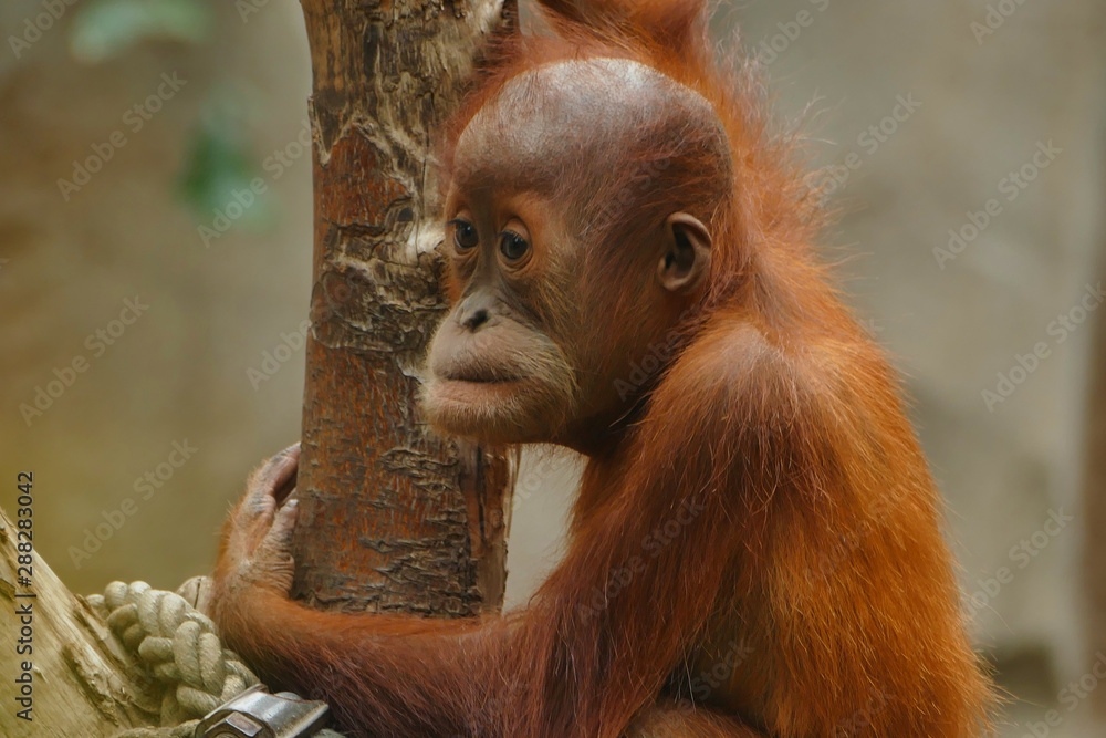 Detail of sumatran orangutan (Pongo abelii) climbing tree Detail of sumatran orangutan (Pongo abelii) climbing tree