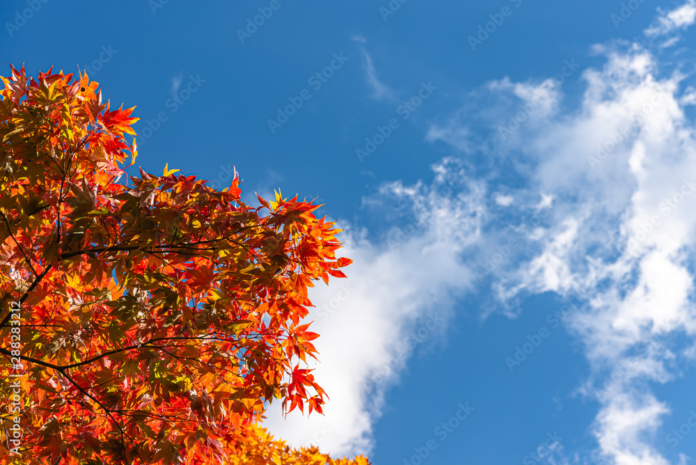 Beautiful Autumn landscape background. Colorful fall foliage in sunny day Beautiful Autumn landscape background. Colorful fall foliage in sunny day