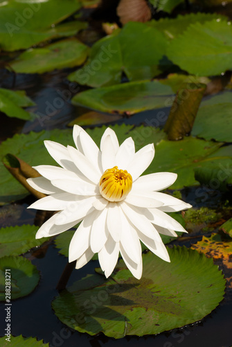 White Water-Lily Nymphaea alba