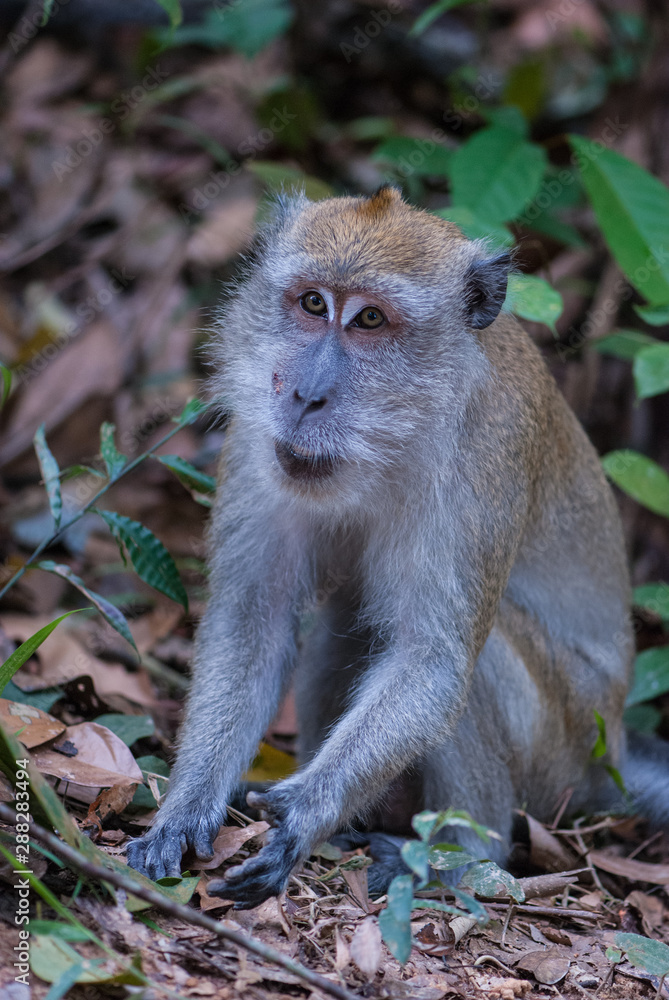 Long-tailed macaque Macaca fascicularis
