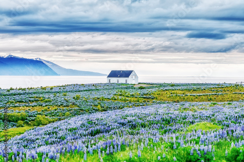 Classical Icelandic view of northern part of island. View on Norwegian sea. Blooming lupine flowers in foreground. Scene with lonely house at the coast of Atlantic ocean in Iceland. photo