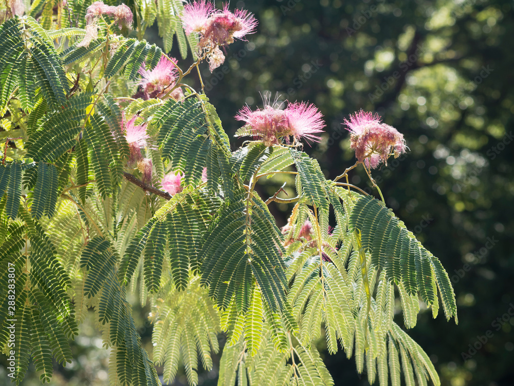 Albizia Julibrissin Persian Silk Tree Or Pink Silk Tree With Greenish Bark And Long Green Leave With Oblong Leaflets Stock Photo Adobe Stock