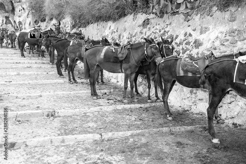 Mules await their work shift on Santorini s island in Greece