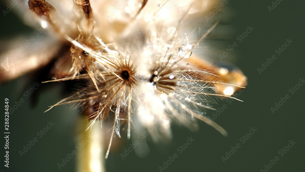 Fototapeta premium Makro z kwiatem mniszka lekarskiego