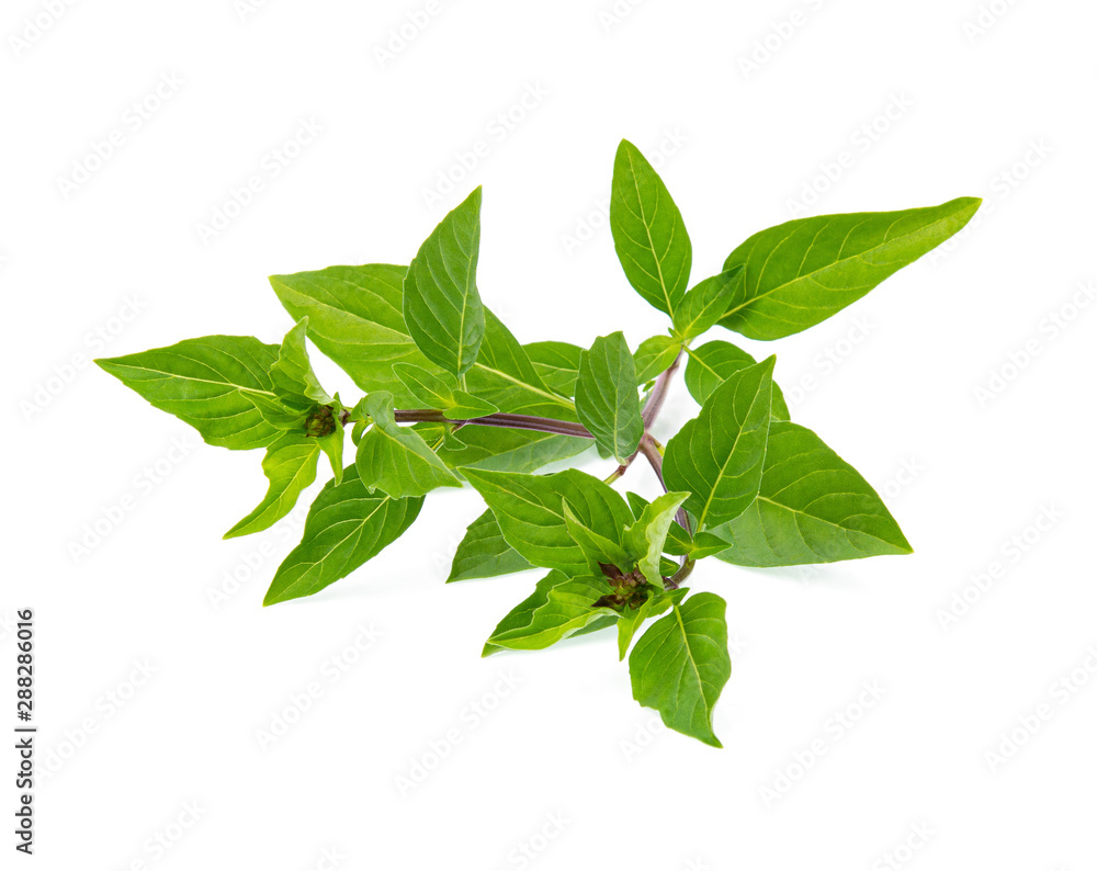 Fresh herbs. Green basil Isolated on white background Fresh herbs. Green basil Isolated on white background