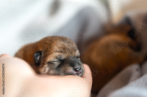 Newborn shiba inu puppy is sleeping. © Юлия Киселева