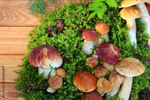 mushrooms in forest