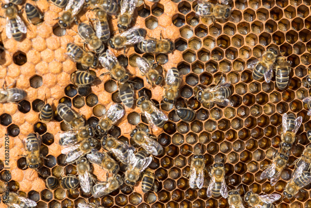 Bees with larva offspring, waiting for their growth Bees with larva offspring, waiting for their growth