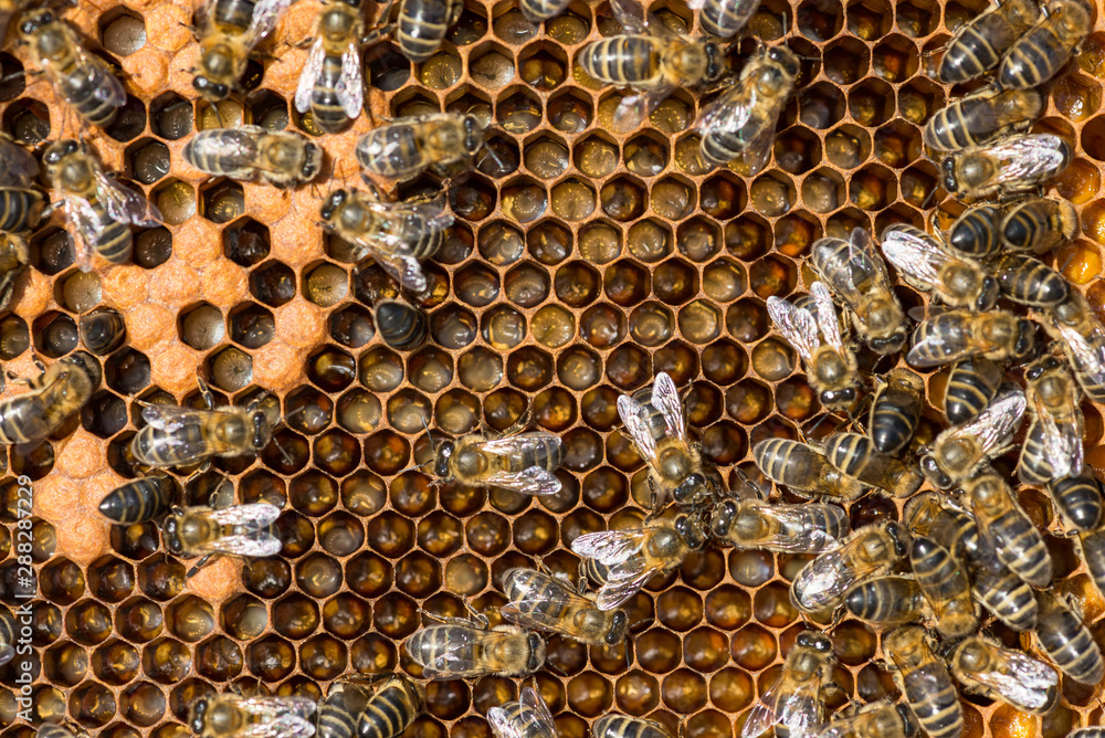 Bees with larva offspring, waiting for their growth Bees with larva offspring, waiting for their growth