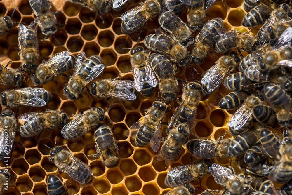Bees with larva offspring, waiting for their growth Bees with larva offspring, waiting for their growth