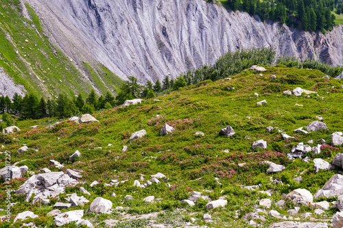 Scenic view of an alpine landscape with a green meadow, flowering rhododendron bushes and a rocky slope in the background in summer, Courmayeur, Aosta Valley, Alps, Italy