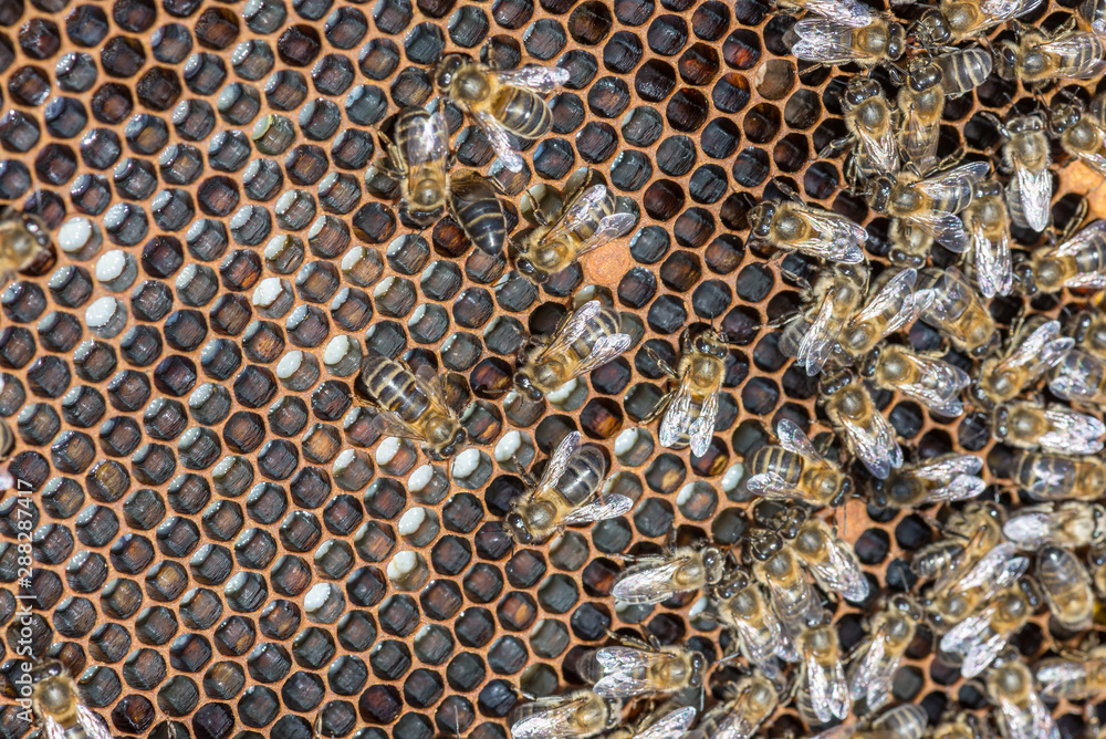 Bees with larva offspring, waiting for their growth Bees with larva offspring, waiting for their growth