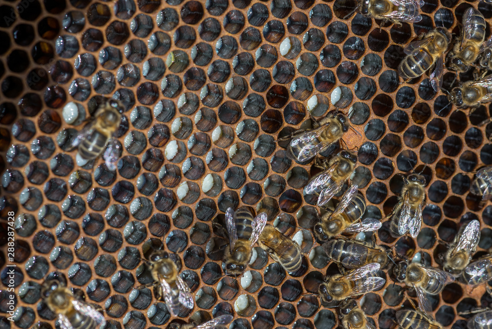 Bees with larva offspring, waiting for their growth Bees with larva offspring, waiting for their growth