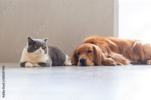 British shorthair and golden retriever friendly