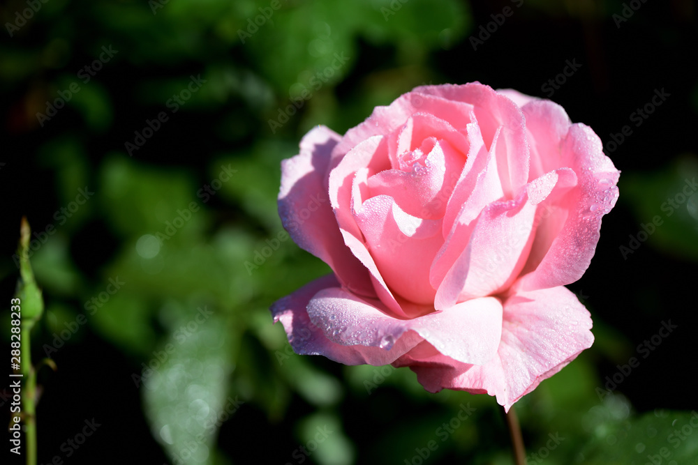 Beautiful pink rose covered with dew drops in a summer garden close-up