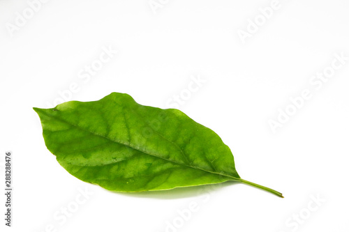 green avocado leaf isolated on white background