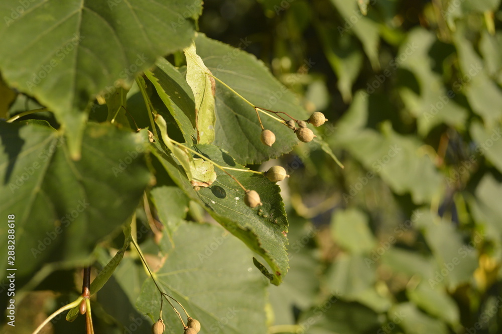 Naklejka premium linden seeds