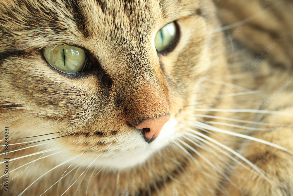 Muzzle of a beautiful tabby cat close-up. Green eyes. Muzzle of a beautiful tabby cat close-up. Green eyes.