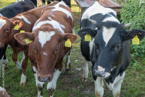 cows on farm © Ivaylo