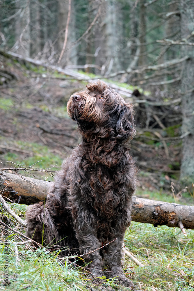 a hunting dog is looking for a bird on a tree 