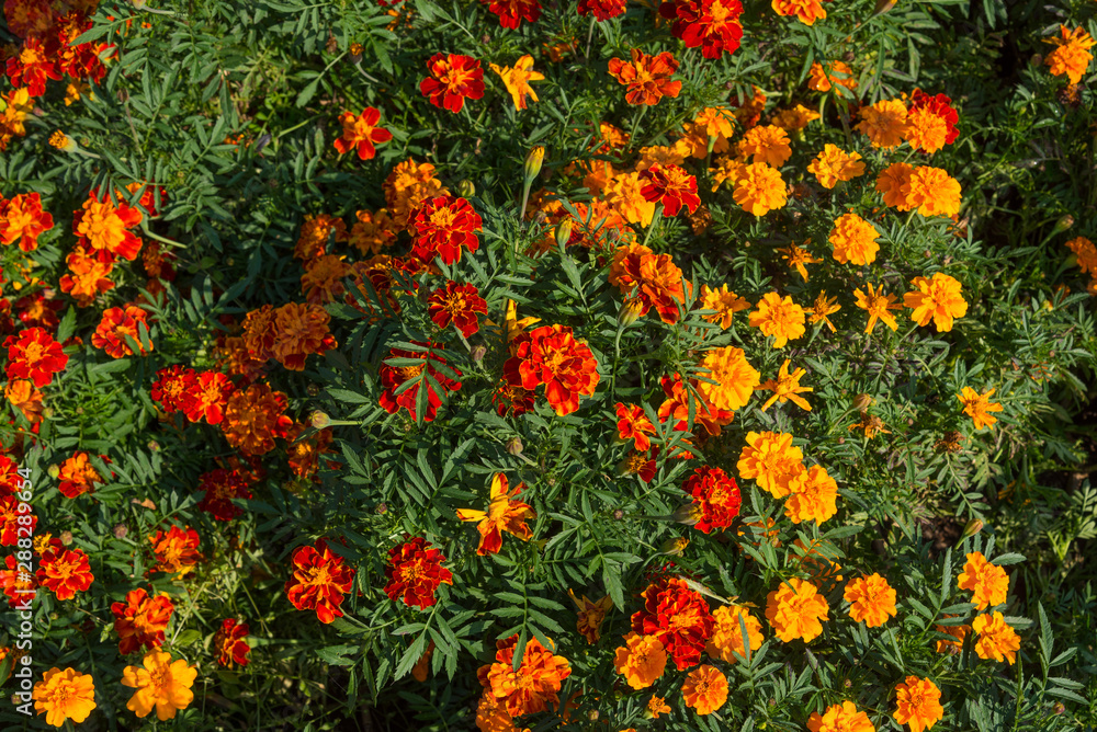 Colorful marigolds (Tagetes) in flowerbed