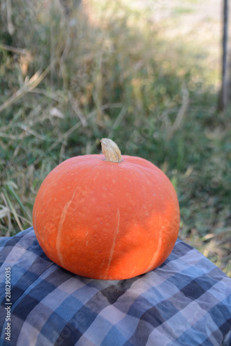 Organic orange pumpkin in the garden Autumn harvest