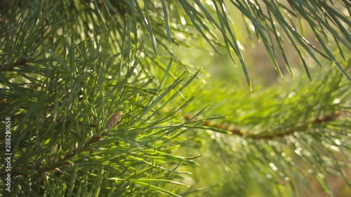 Closeup of fresh pine branches with pine buds on a summer warm day. Recorded in Raw on Blackmagic camera.