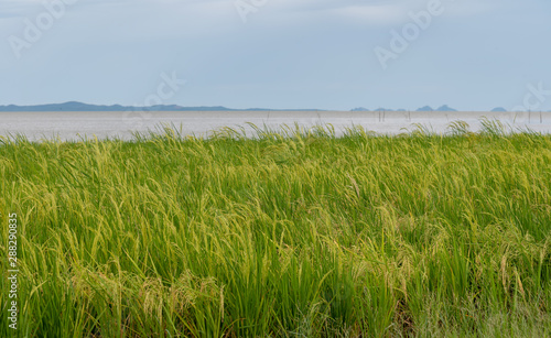 Rice field by the lake at Pakpra village  southern of Thailand.