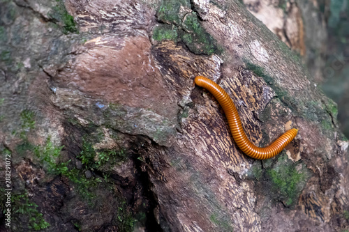 Giant millipede  (Asian Forest Centipedes) holding on the tree of tropical rainforest. photo