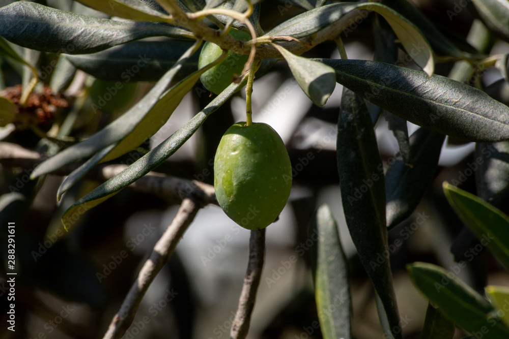 Macro view of olive fruit growing on trees with blue clear sky on background. Olive fruits photo set Macro view of olive fruit growing on trees with blue clear sky on background. Olive fruits photo set