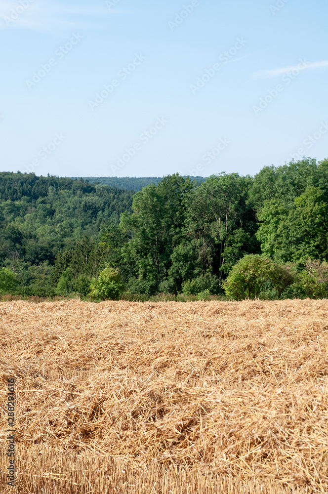 rural landscape in swabian alb with hilly forest