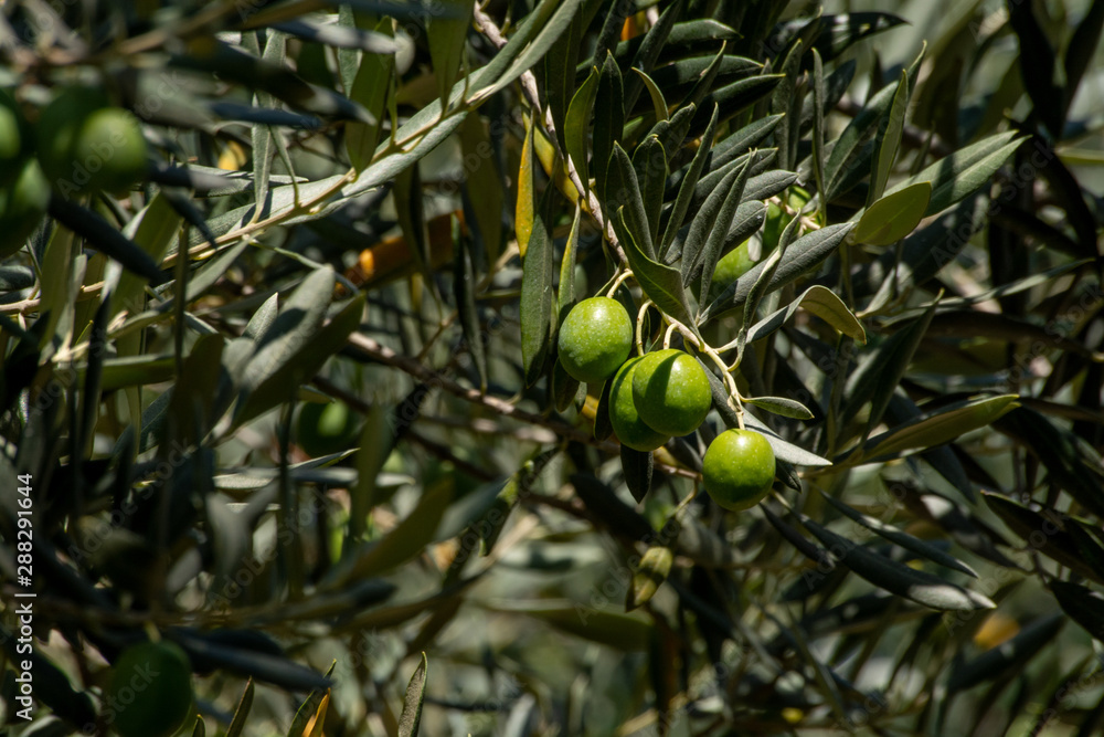 Macro view of olive fruit growing on trees with blue clear sky on background. Olive fruits photo set Macro view of olive fruit growing on trees with blue clear sky on background. Olive fruits photo set