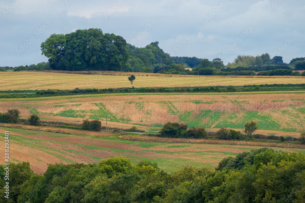 Fototapeta premium rural landscape with wheat field and blue sky