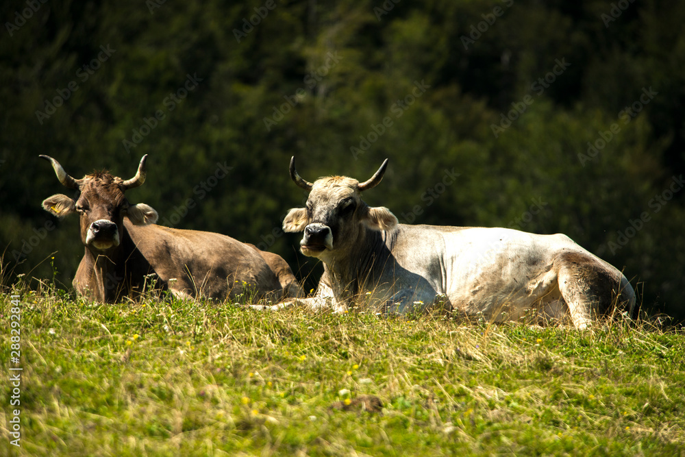 Cows in alpine husbandry during summer Cows in alpine husbandry during summer