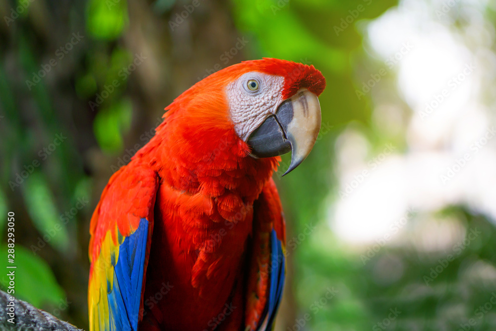 Red Macaw Parrot Is sticking on branches