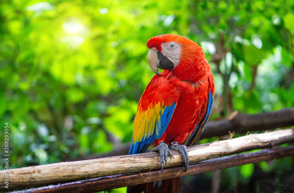 Red Macaw Parrot Is sticking on branches