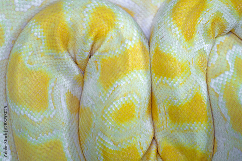 Full Frame Shot Of Yellow Snake Skin