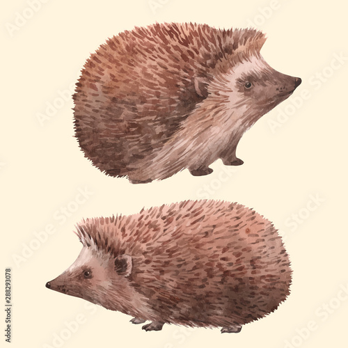 Watercolor hedgehog illustrations vector set