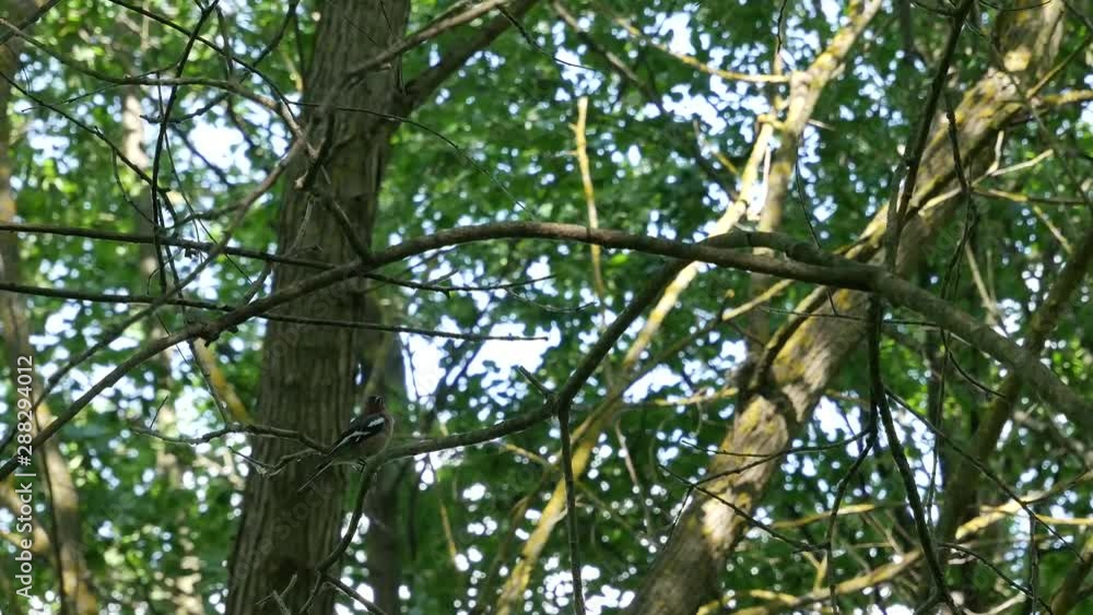 The chaffinch sings the song sitting on a tree branch in the forest. The chaffinch sings the song sitting on a tree branch in the forest.