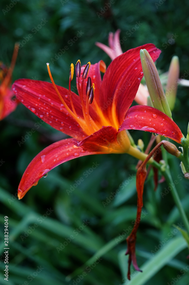 Jaskrawo czerwony kwiat liliowca Hemerocallis z bliska - obrazy, fototapety, plakaty 