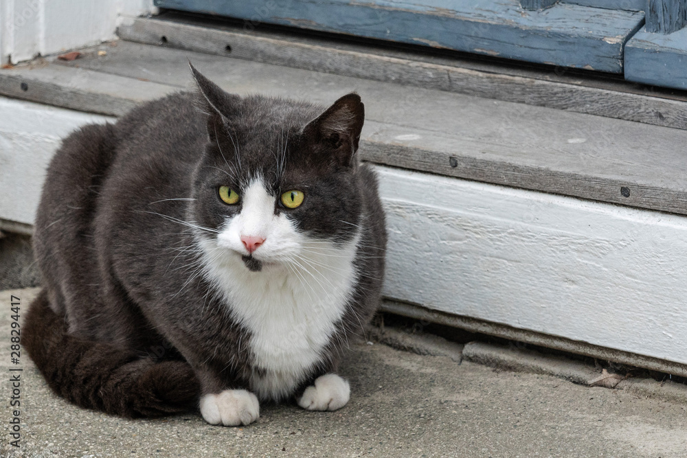 Black-white cat with yellow eyes sitting on the front steps