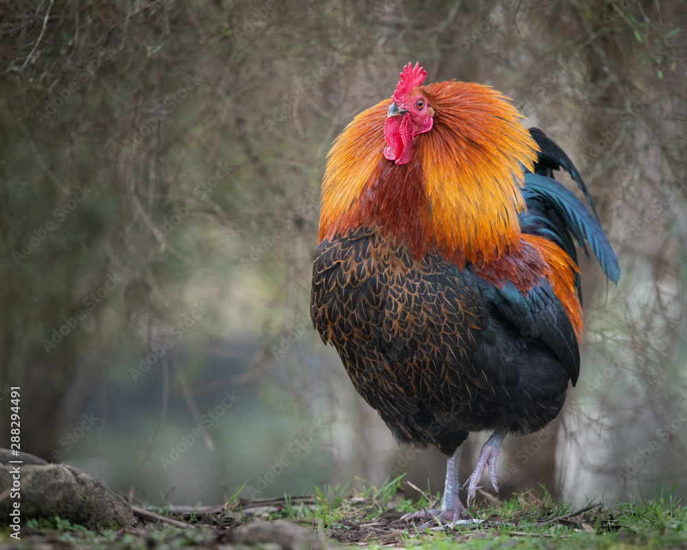 A proud wild rooster with neck feathers up in the Western Springs park