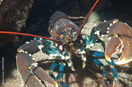 Photography Lobster (Homarus gammarus) at the Norwegian coast